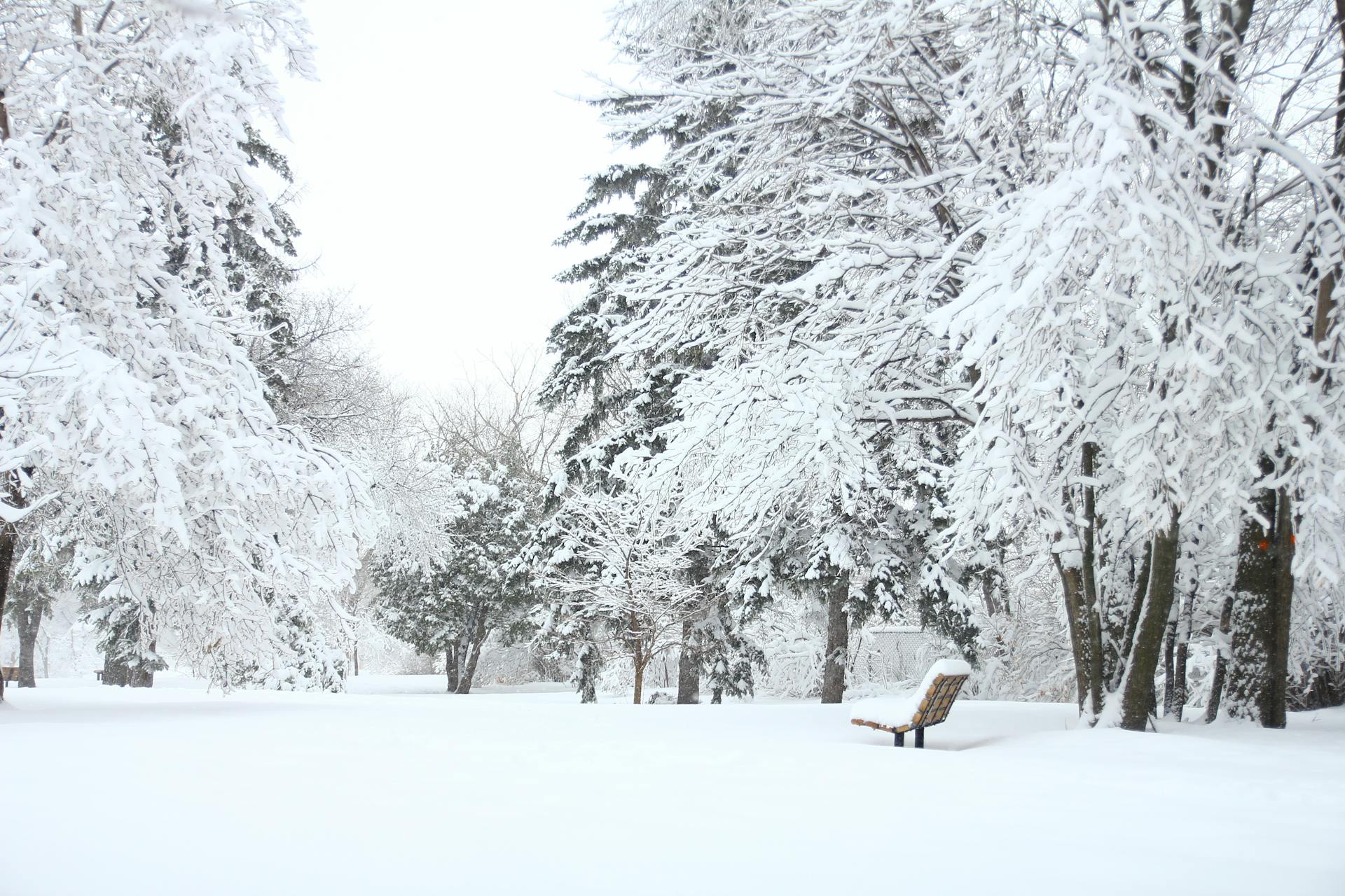 Snowy Woods